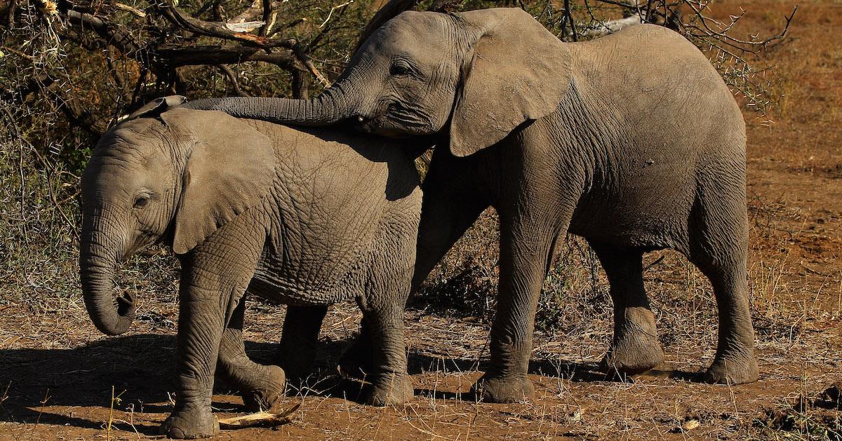 African Elephants Are Evolving Without Tusks, Due to Years of Poaching