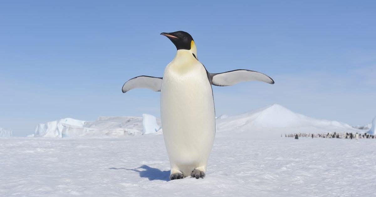 Emperor Penguin (Aptenodytes forsteri) spreading wings in Snow Hill Island, Antarctic Peninsula, Antarctica. (Representative Cover Image Source: Getty Images | Martin Ruegner)