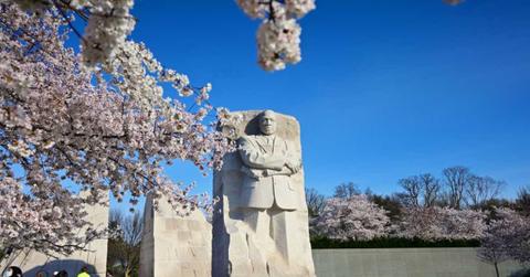 Cherry blossoms emerge in Washington, DC (Cover Image Source: Getty Images | Shannon Finney)