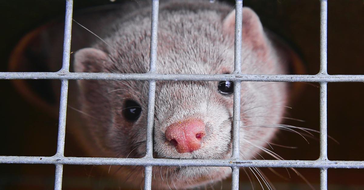 Mink in a cage