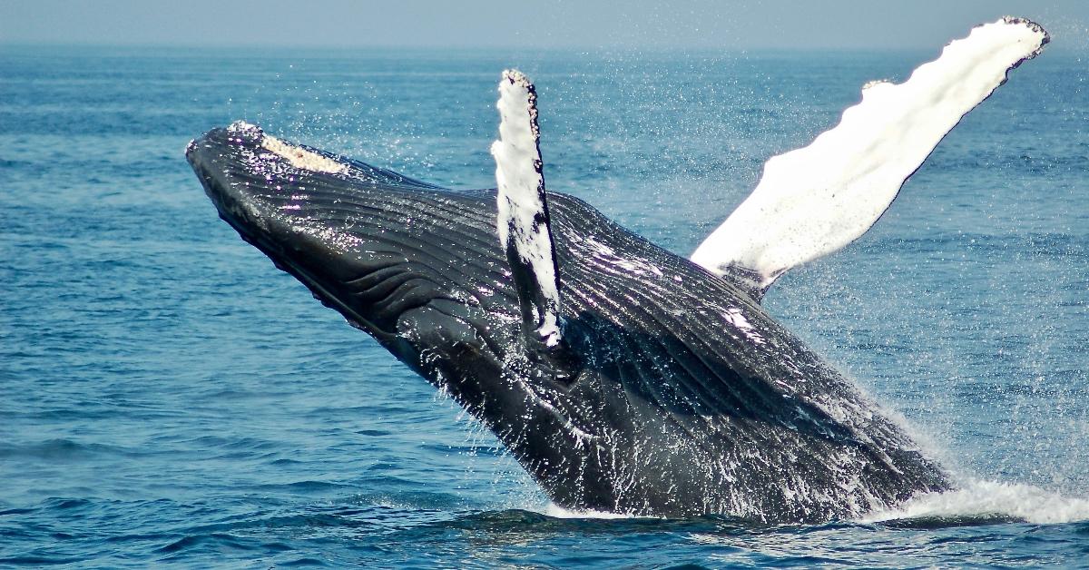 Humpback whale breeching in the ocean. 