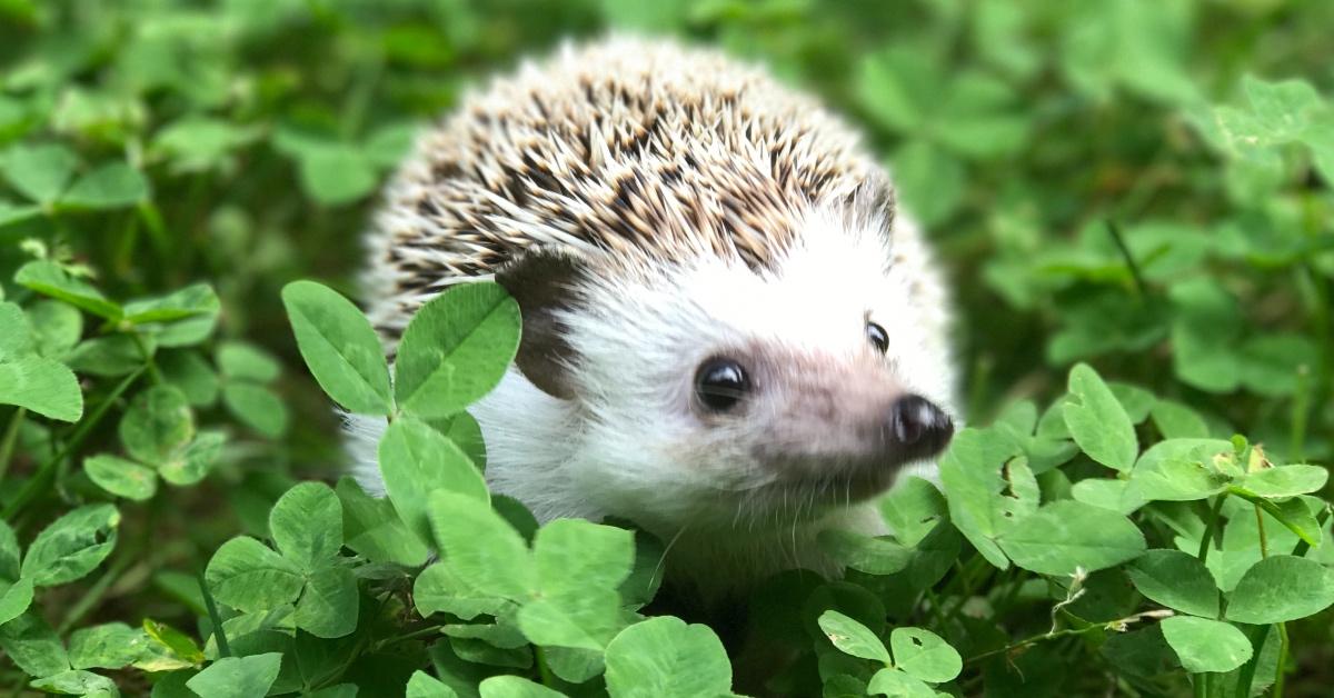 A hedgehog roams in a field of clovers. 