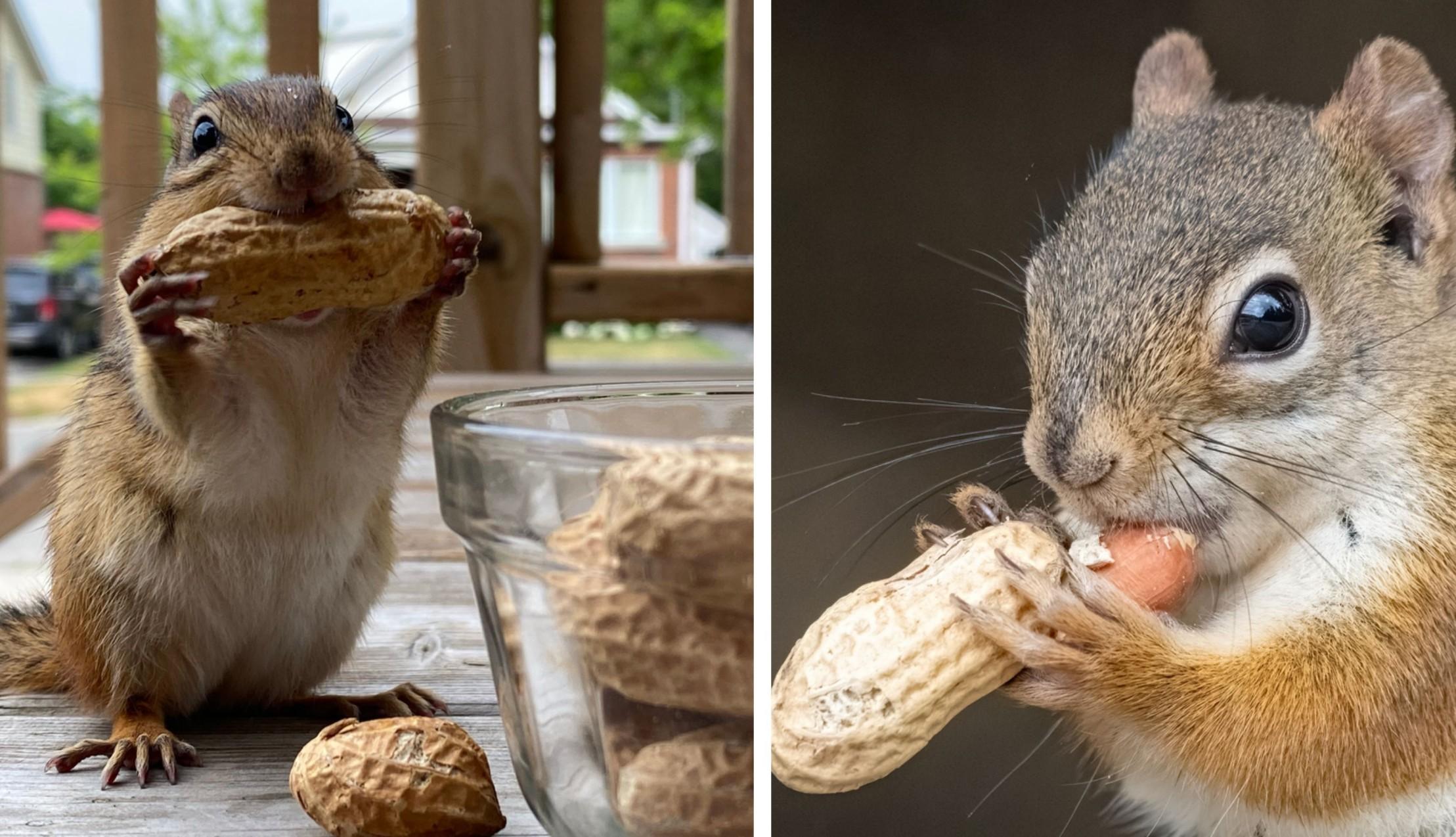 A chipmunk (left) and a red squirrel (right) consume peanuts with their shells still on.