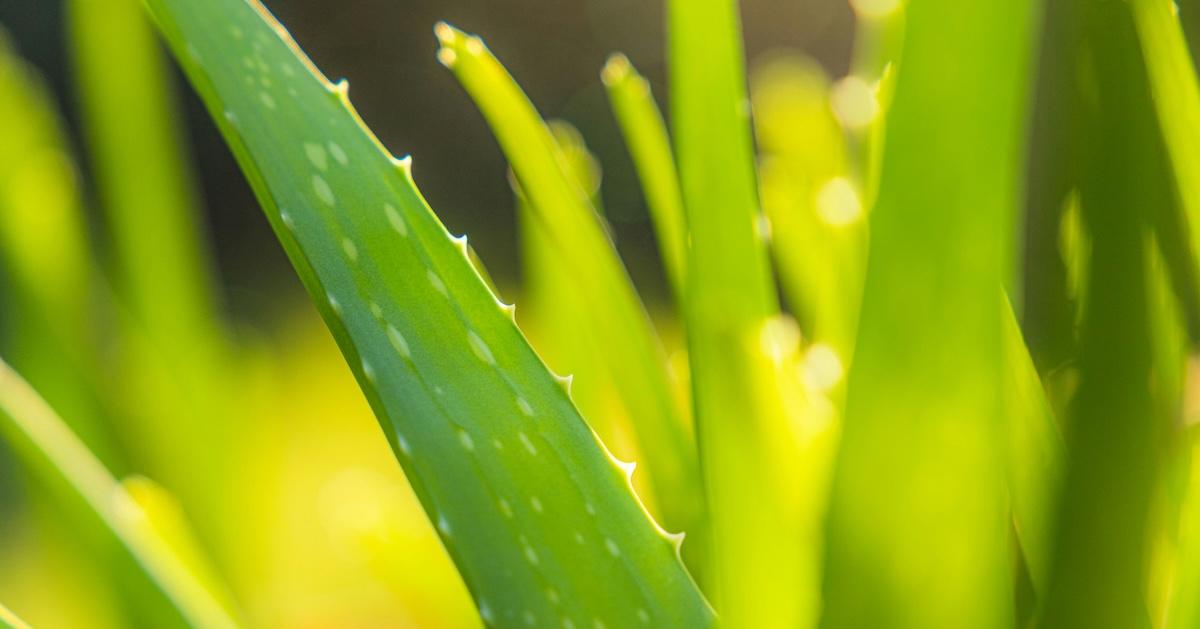 Closeup of aloe vera plant