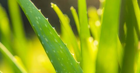 Closeup of aloe vera plant.