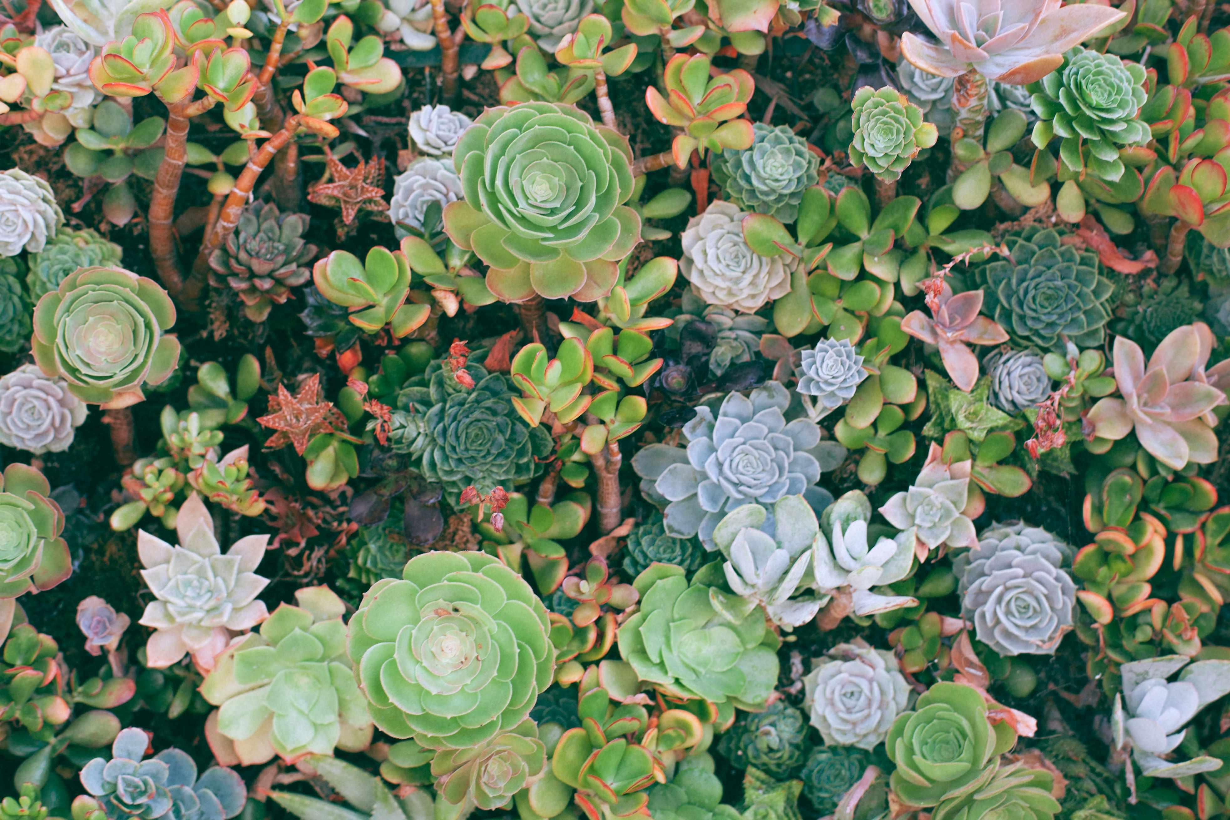A large amount of succulents are pictured beside one another.