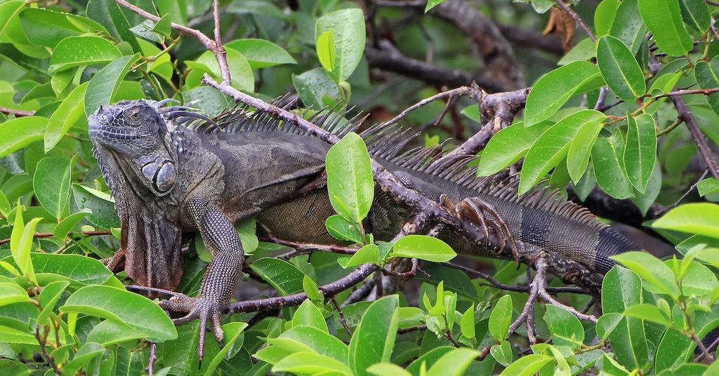 Why Do Iguanas Fall Out of Trees? The Seasonal Phenomenon