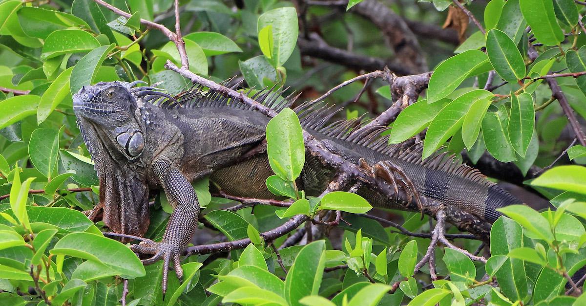 Why Do Iguanas Fall Out of Trees? The Seasonal Phenomenon