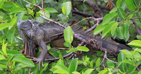 Iguana in a tree.