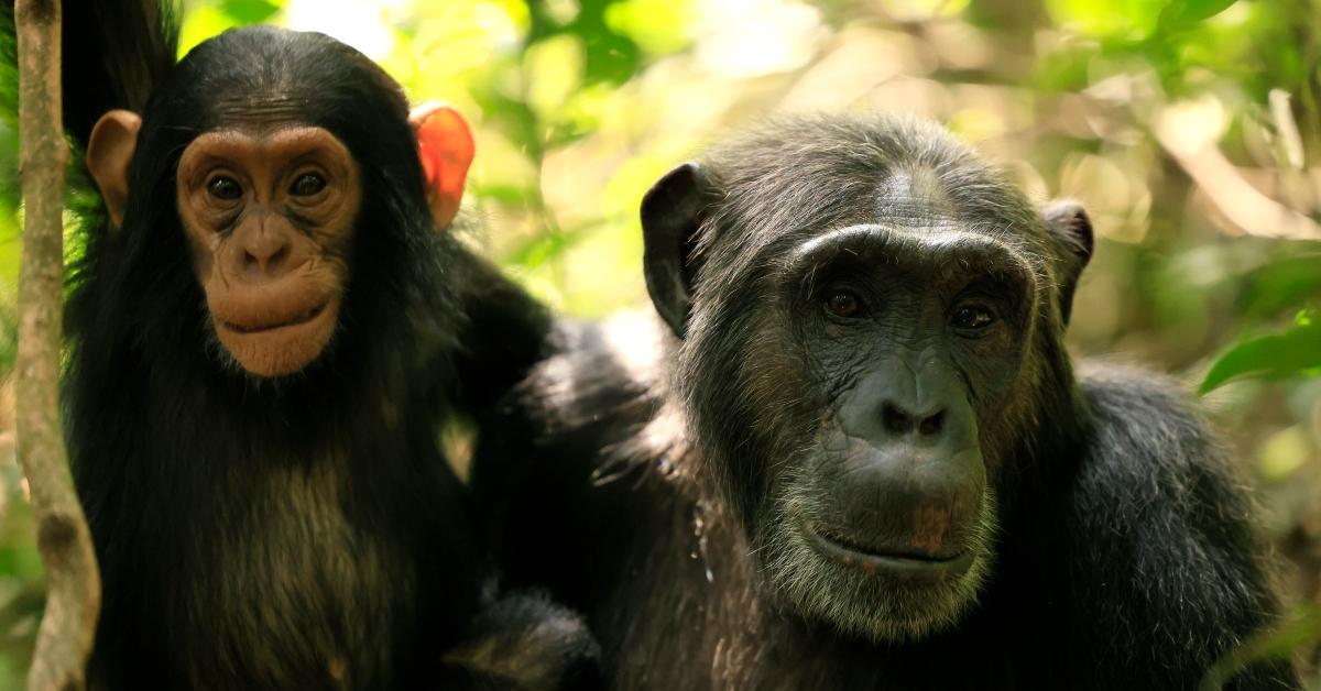 Ngogo tribe chimps in Netflix's 'Chimp Empire.'