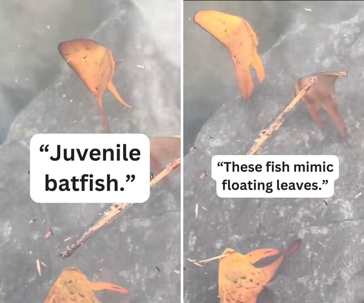 pn/cadc  f aa cbafaed