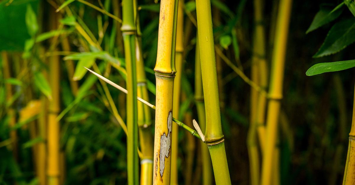 What To Know If Your Lucky Bamboo Is Yellowing