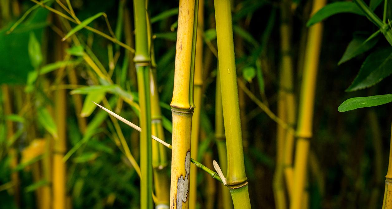 What to Know if Your Lucky Bamboo Is Yellowing