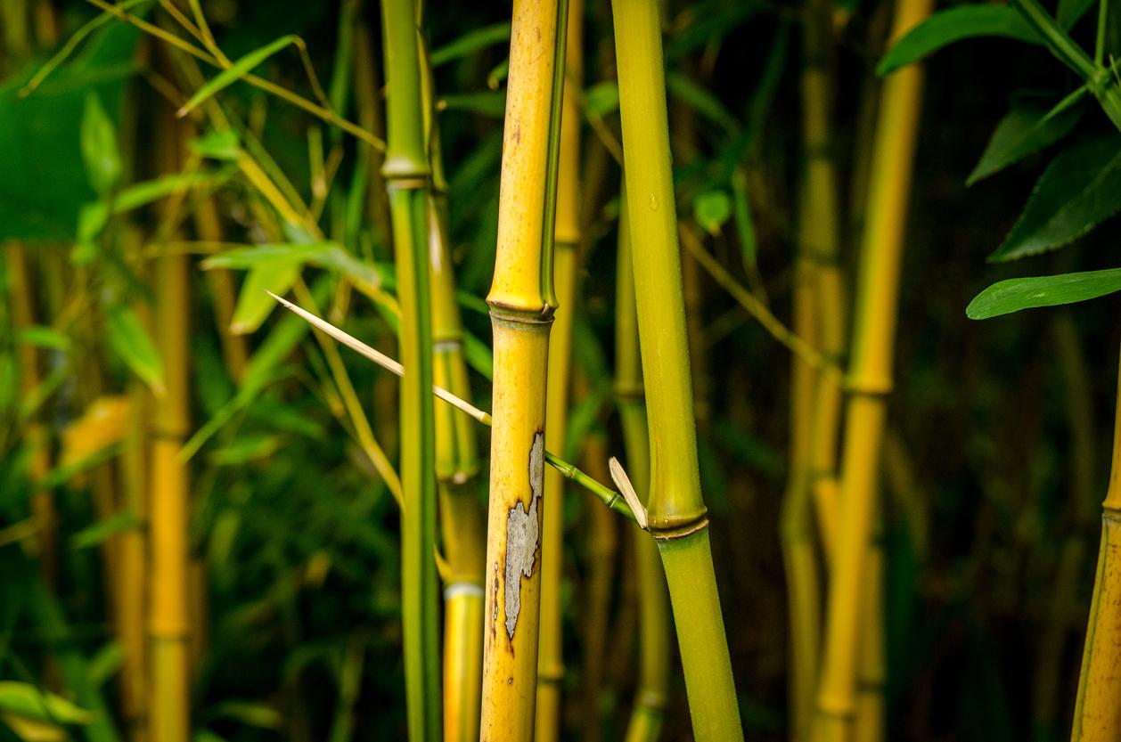 What to Know if Your Lucky Bamboo Is Yellowing