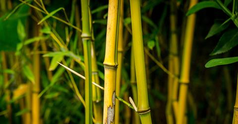 A forrest of bamboo is pictured with yellow stalks in the foreground.