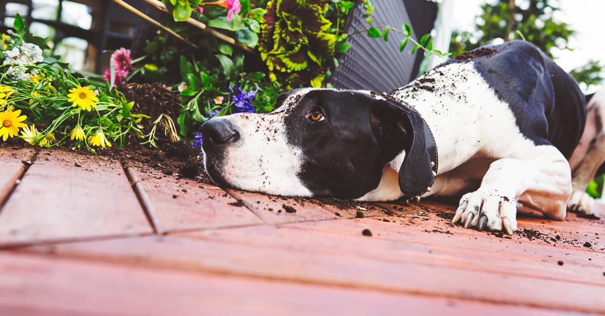 how long keep dog off fertilized yard