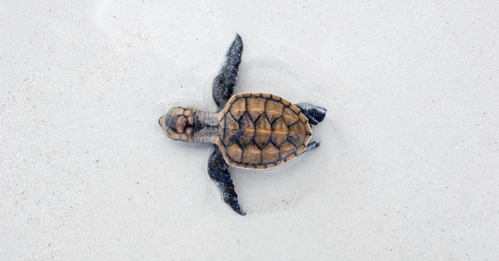 Why Sea Turtles Are Hatching in Brazil During the Coronavirus Lockdown