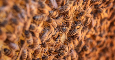 What Happens to Bees in the Winter? Here's Why You Don't See Them Much