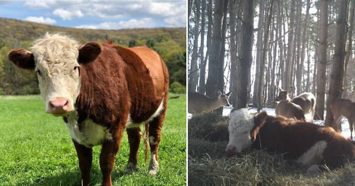Bonnie the 'runaway babe' and the deer family that helped her in the forest (Cover Image Source: Facebook | @FarmSanctuary)