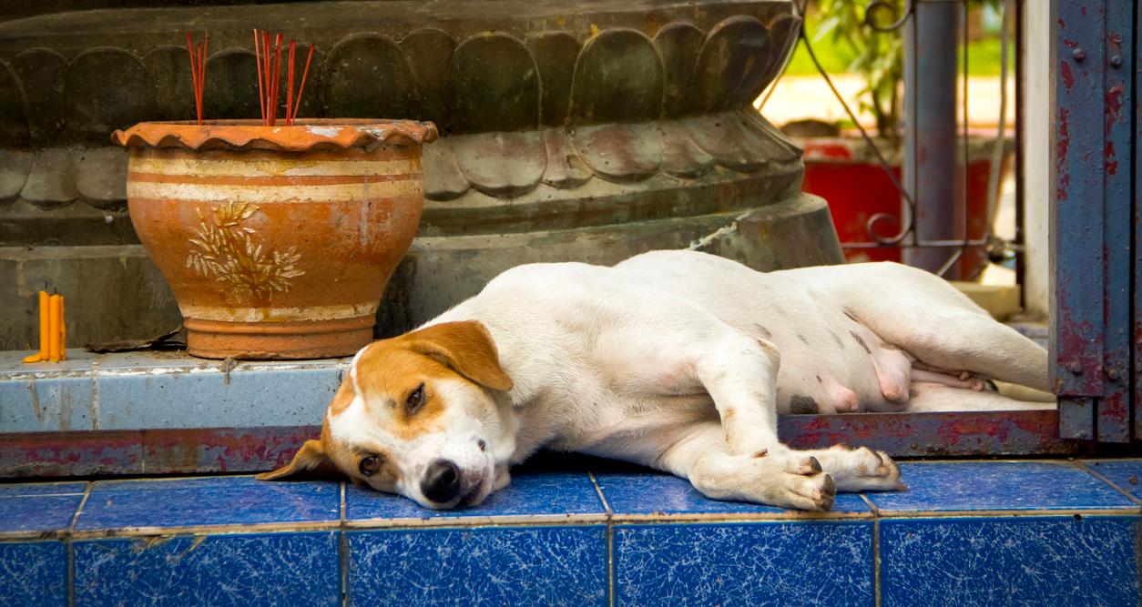 A dog laying down next to a pot of incense.