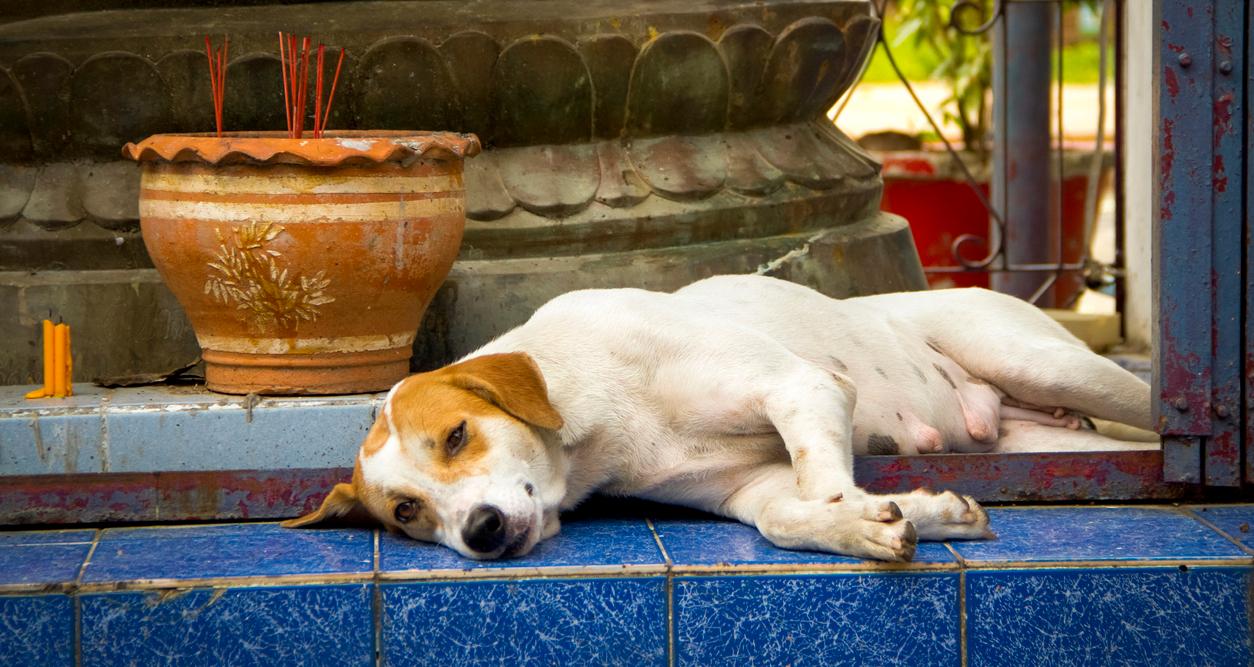 Is Incense Bad for Dogs and Cats? How to Burn It Safely