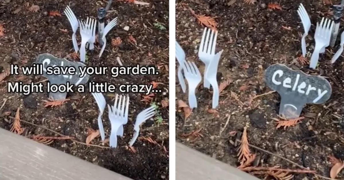 Do Plastic Forks In the Garden Work to Protect Plants?