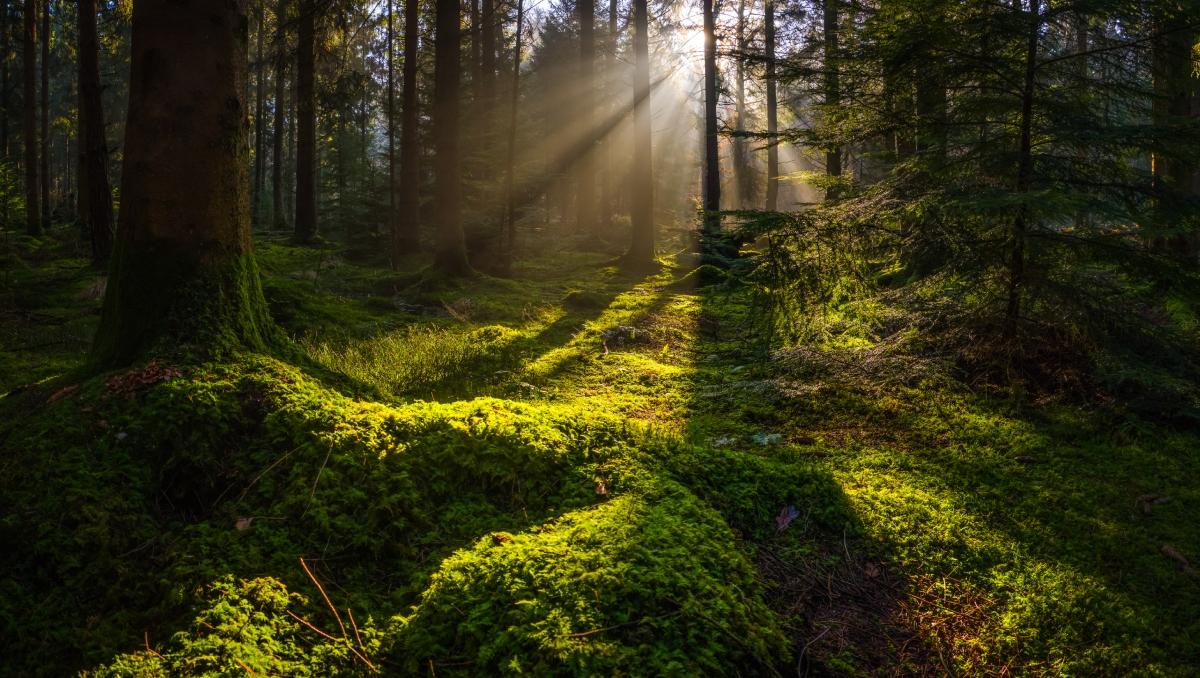 Sunglight bleeds through the trees in a forest with a mossy floor. 