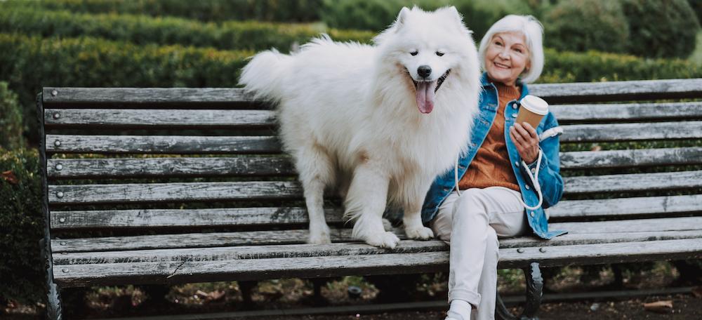 A woman sitting on a park bench with a Samoyed.