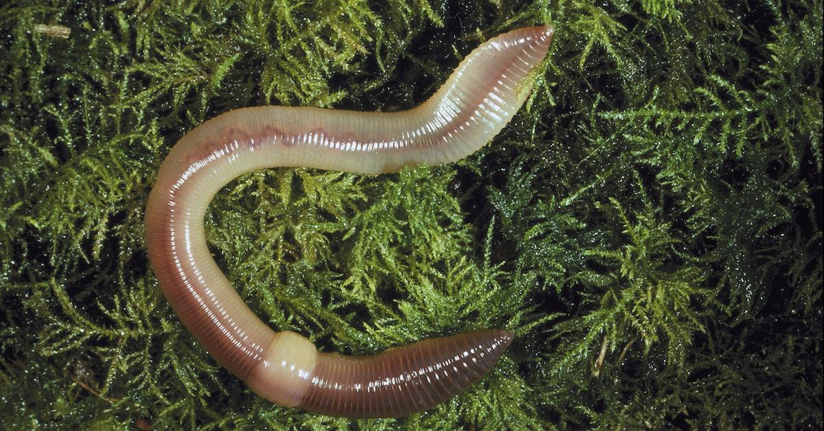 How to find blood worms in your backyard🐛 