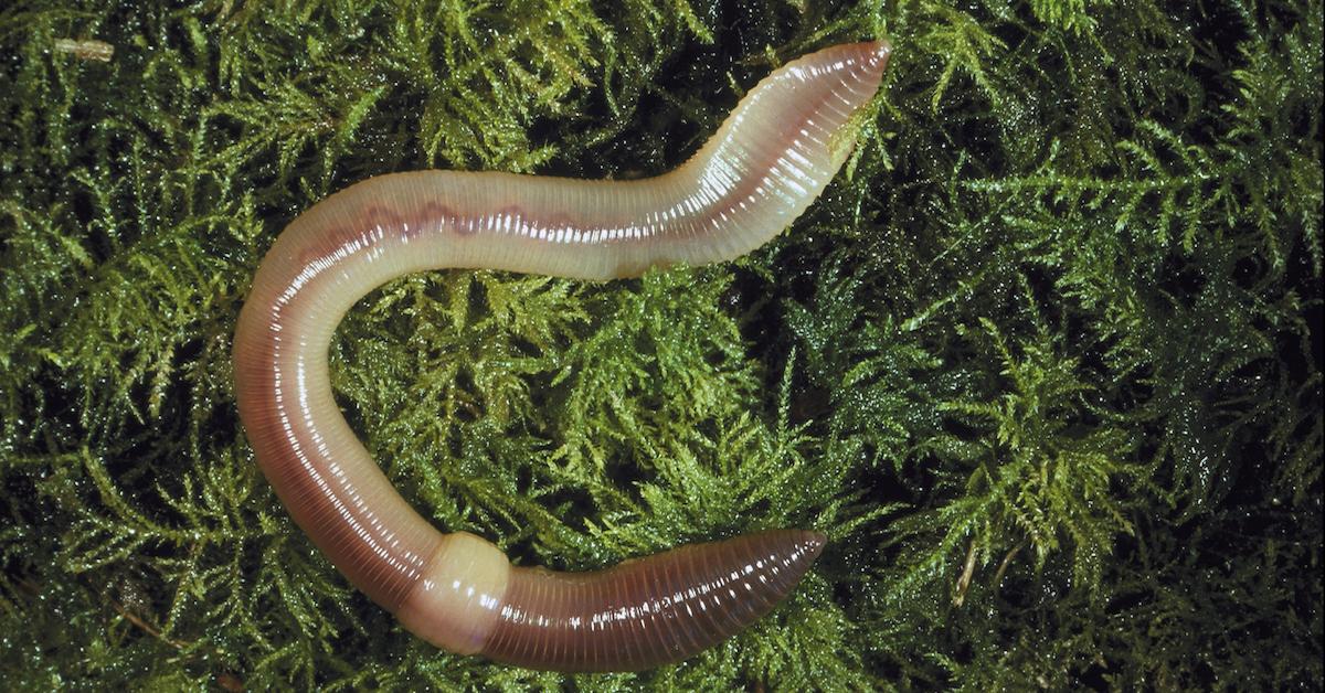 How to Get Rid of Earthworms in Your Home
