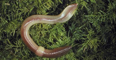 How to get rid of earthworms in your home