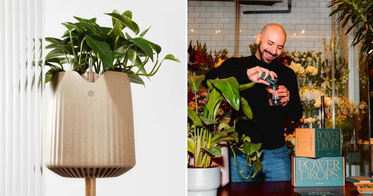 A Parisian startup created a genetically-modified plant called Neo P1 that can soak up impurities from the air (Cover Image Source: Facebook | Neoplants)
