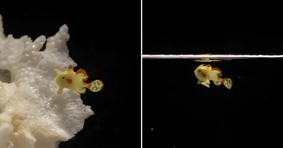 Domino the baby warty frogfish at Shedd Aquarium in Chicago. (Cover Image Source: Shedd Aquarium/Brenna Hernandez)