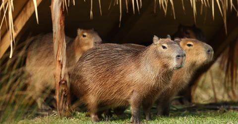 Capybara