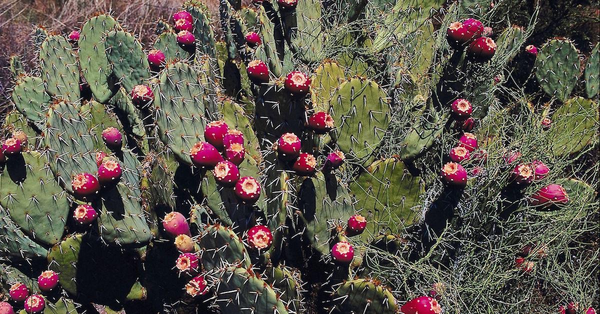 What happens when you eat cactus?