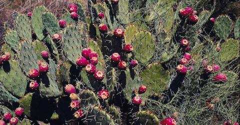 What happens when you eat cactus?