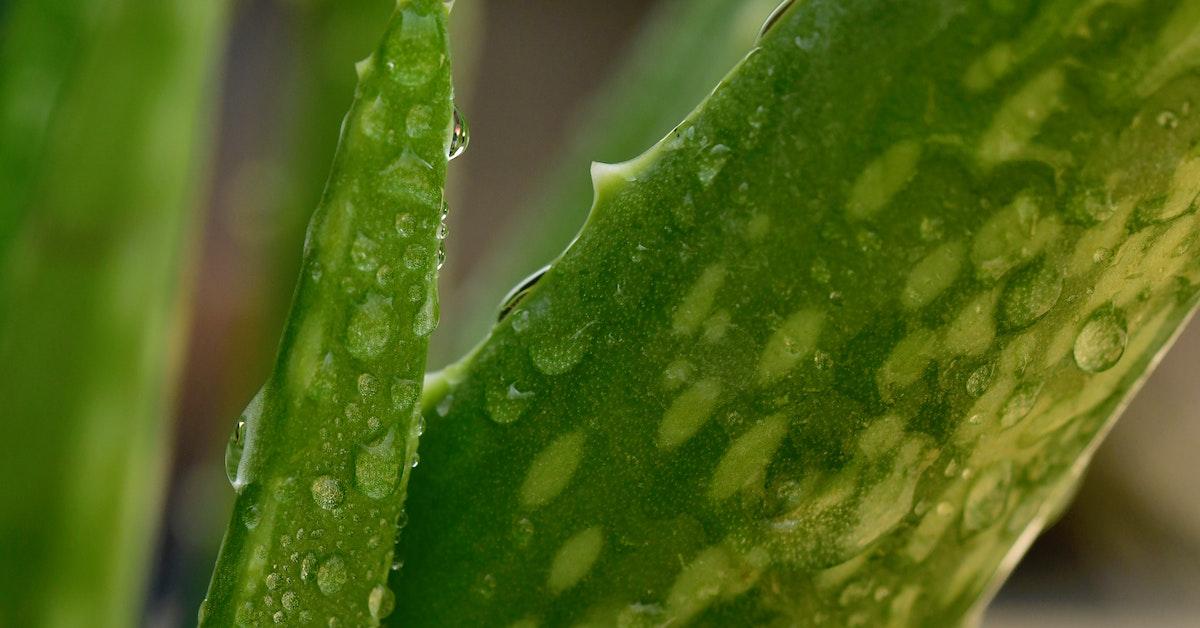 Aloe plant