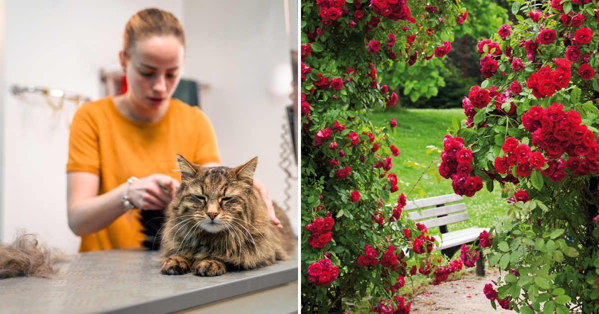 (L) Woman grooming her cat with a clump of cat hair on the side. (R) A garden with flourishing rose bushes. (Representative Cover Image Source: Getty Images | (L) Azman L, (R) Westend61)