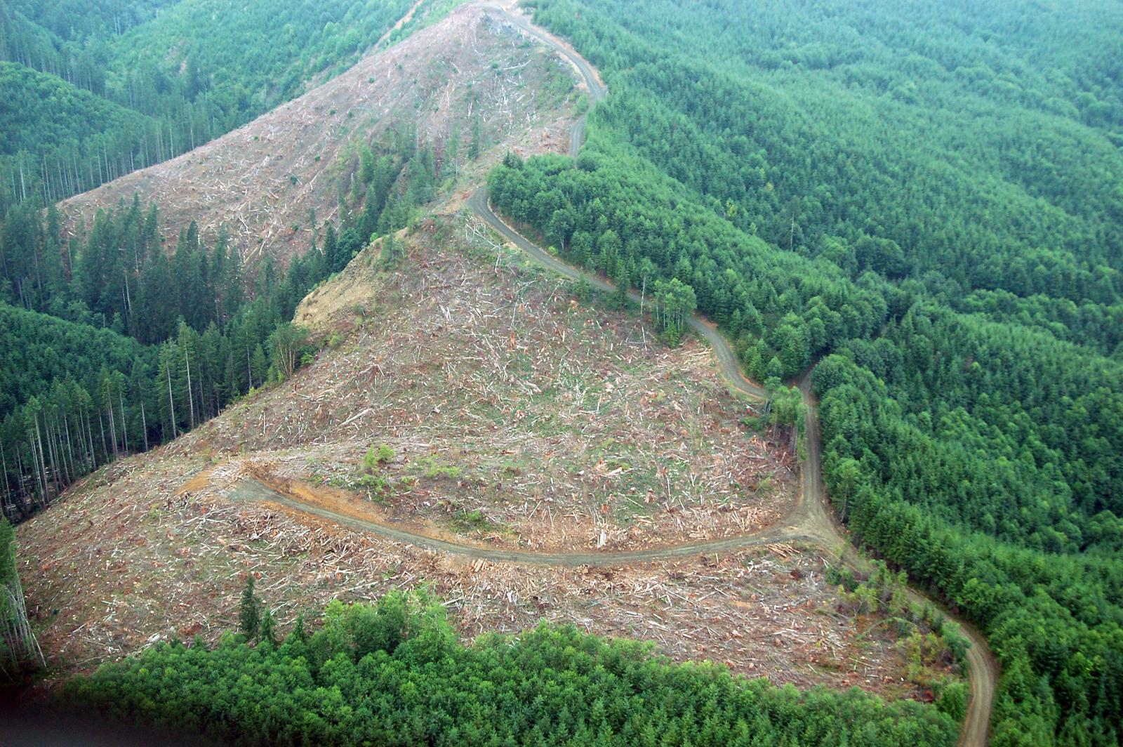 wondering-why-deforestation-is-a-problem-here-are-the-facts