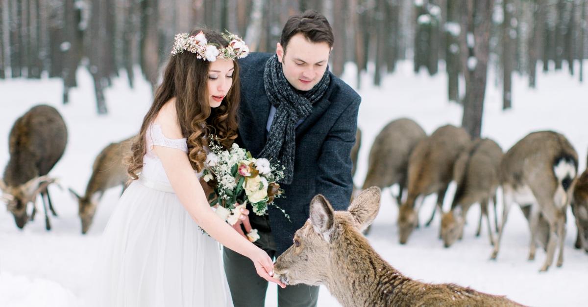 A bride and groom feeding wild deer. 