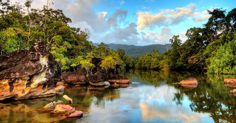 trees plant madagascar
