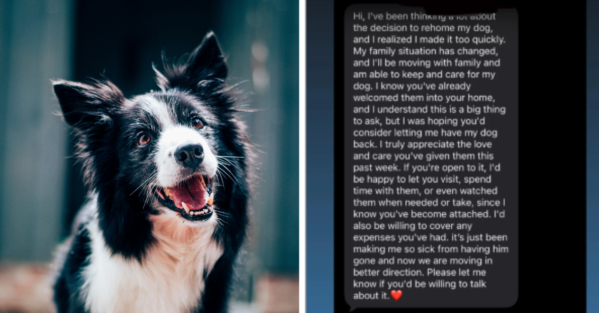 A dog looks inquisitively at the camera while a person shares a screen shot of black and white text