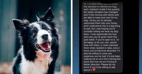 A dog looks inquisitively at the camera while a person shares a screen shot of black and white text