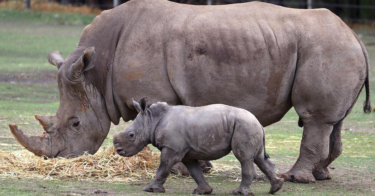 Sumatran Rhinoceros