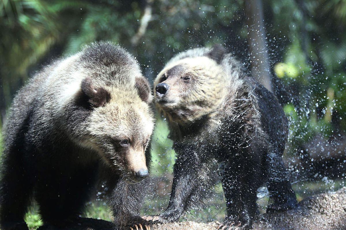 Two grizzly bears play at the Palm Beach Zoo
