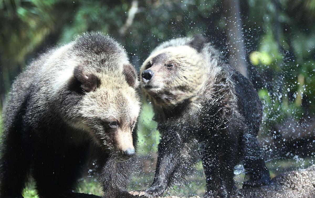 What's the Difference Between Black Bears vs. Grizzly Bears?