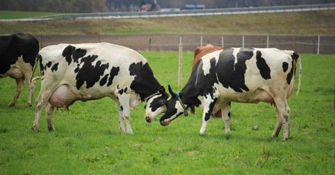 Two black and white cows playing with each other. (Representative Cover Image Source: Pexels | Johan Backman)