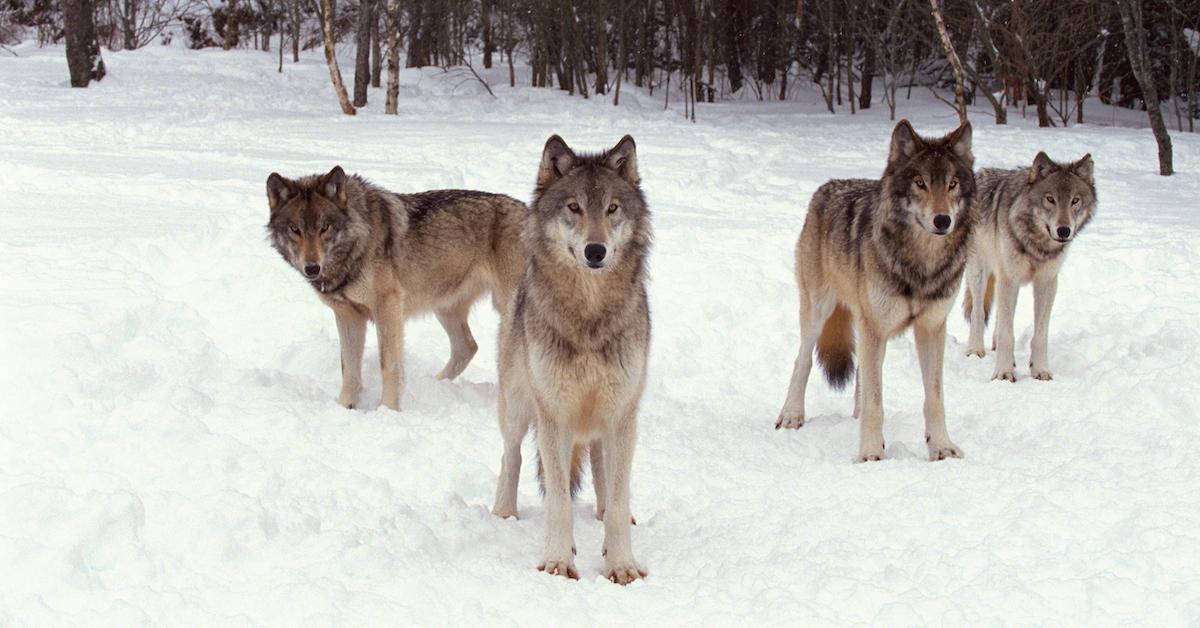 Gray Wolves in Colorado