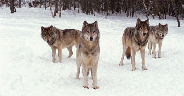 Wolves in Colorado: What We Know About the Reintroduction Plan