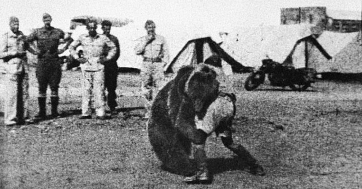 Soldier and bear wrestling